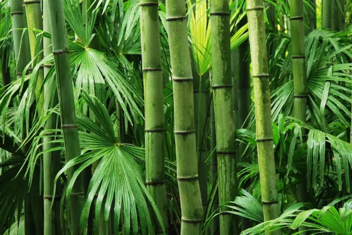 article header cover image